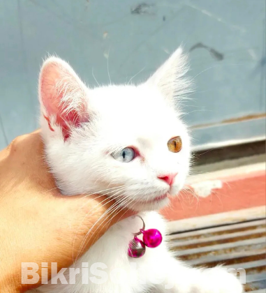 Odd Eye cat for sale